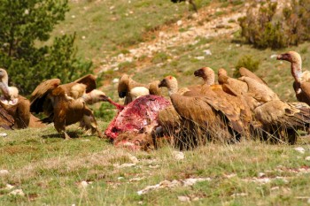 Buitres leonados alimentándose de un cadáver de ciervo