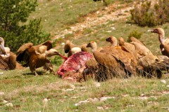 Buitres leonados alimentándose de un cadáver de ciervo