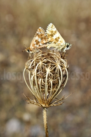 Cópula de mariposas Polyommatus