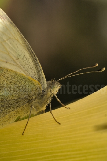 Mariposa-dorada