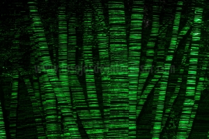 Abedules con láser verde para dar efecto Matrix