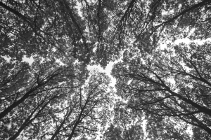 Monte Hijosa: viendo el camino a través del perfil de los árboles