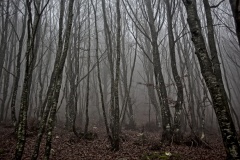 Bosque en penumbra y con niebla en Mesa de Oña (Burgos)