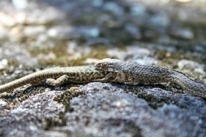 Culebrilla de agua comenzando a comerse a una lagartija  en el río Ibor (Cáceres, España)
